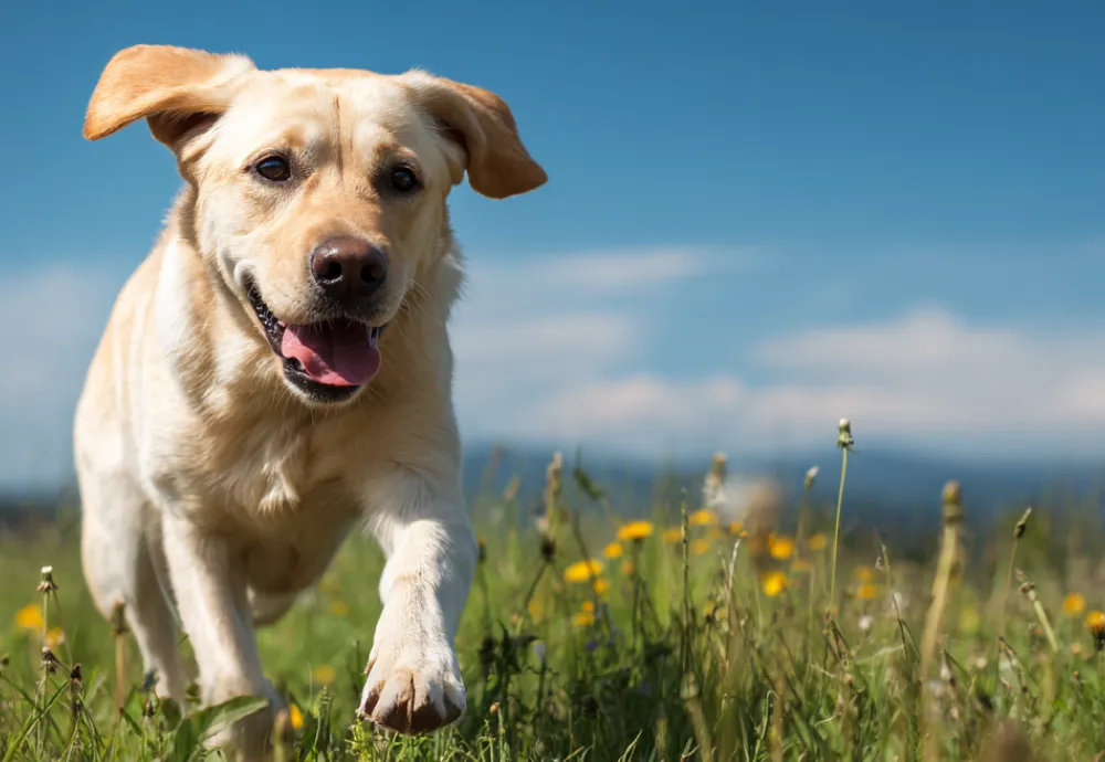 Dog Behavior Improvement System
