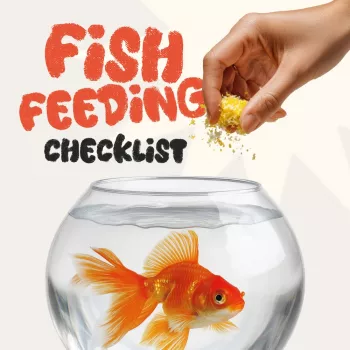 Feeding Your Fish Enough: Signs, Timing & Water Clues