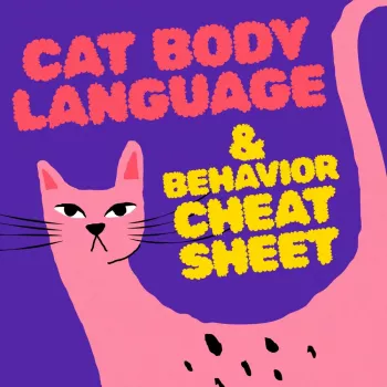 Cat Body Language Cheat Sheet: Signals, Tails & Meows